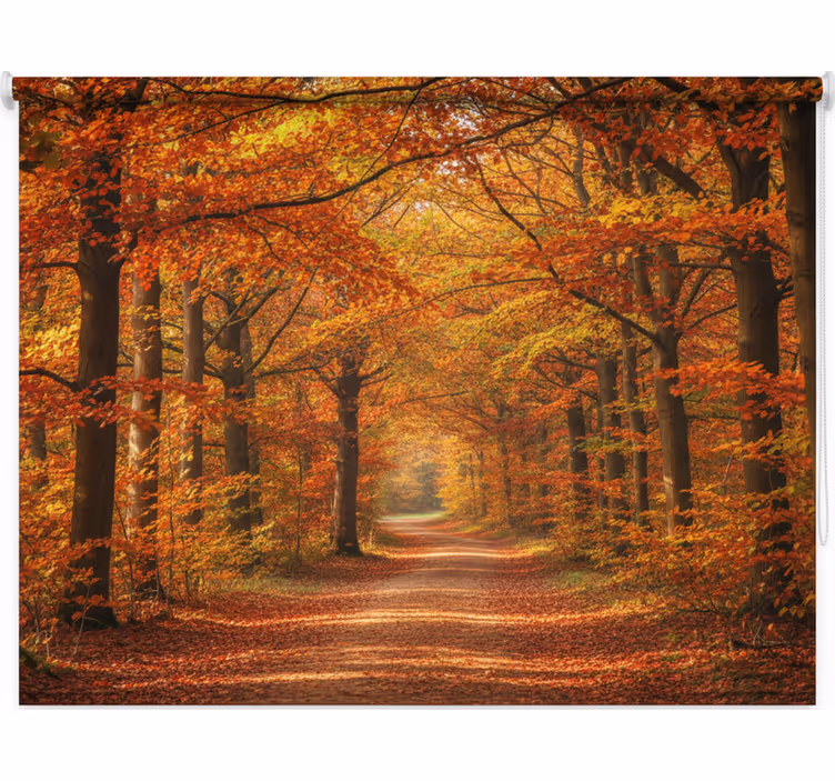 Rolgordijn bomen herfstboom pad - TenStickers