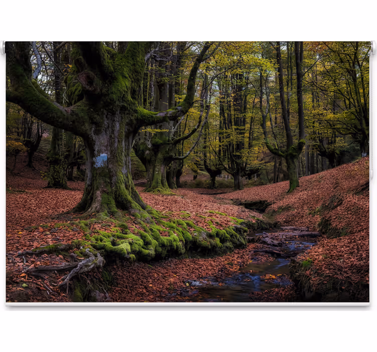 Rolgordijn bomen betoverend herfstbos - TenStickers