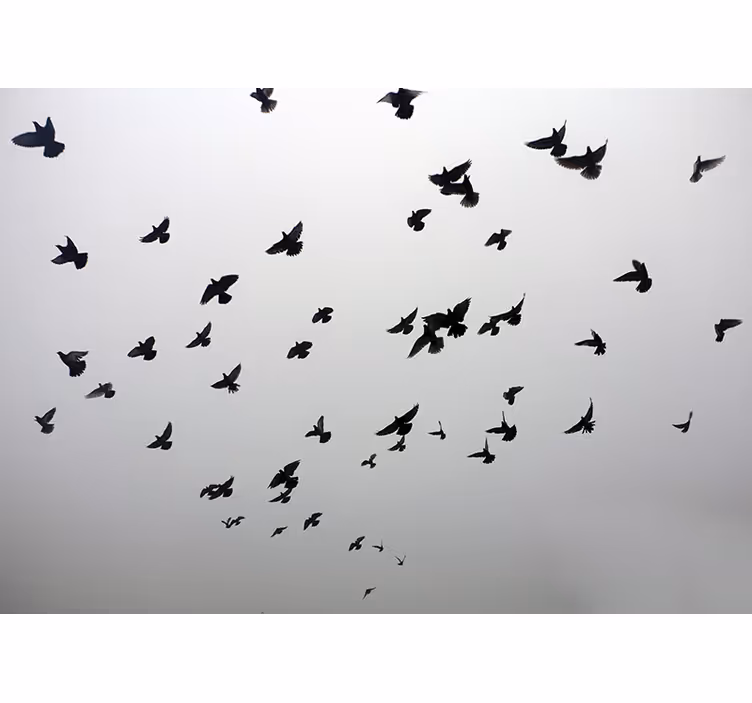 Wit rolgordijn met esthetisch beeld van vogels in de schaduw - TenStickers