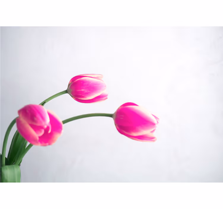Wit rolgordijn drie tulpen op witte achtergrond - TenStickers