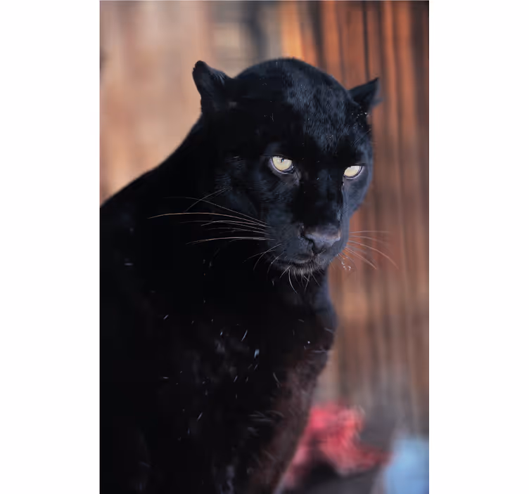 Rolgordijn woonkamer leopard besluipend - TenStickers