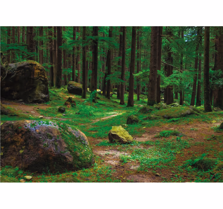 Rolgordijn woonkamer groen bos met bomen - TenStickers