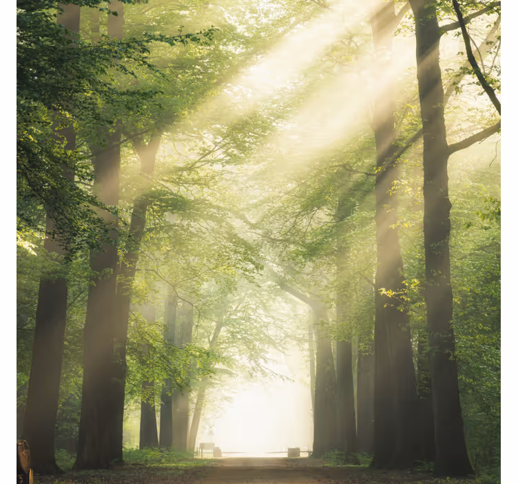 Rolgordijn woonkamer groen bos met de zon - TenStickers