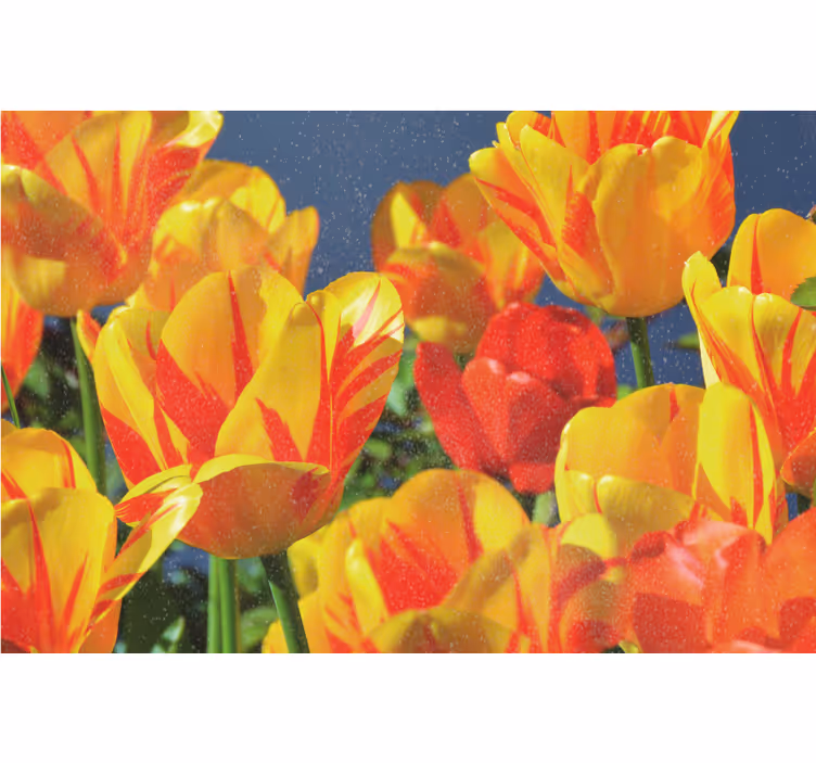 Rolgordijn woonkamer rode en gele tulpen - TenStickers