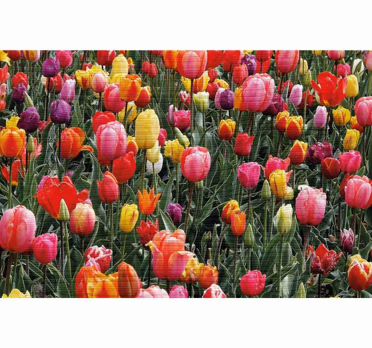 Rolgordijn woonkamer meerdere tulpen in een veld - TenStickers