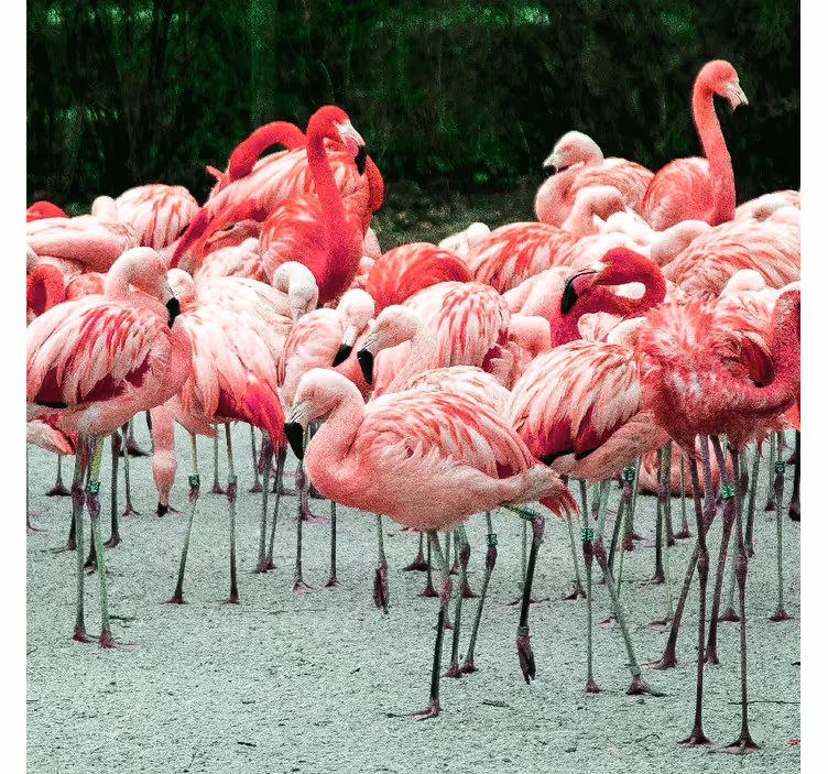 Rolgordijn woonkamer mooie flamingo's op water - TenStickers