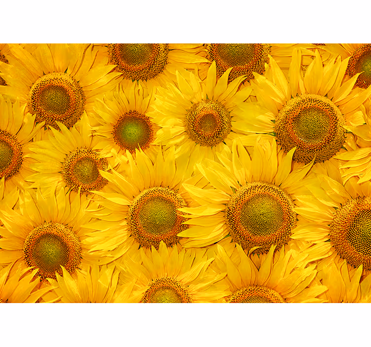 Rolgordijn geel zonnebloemen - TenStickers