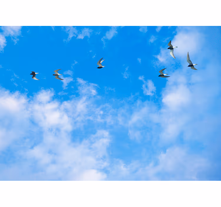 Blauw rolgordijn blauwe lucht en sternen - TenStickers
