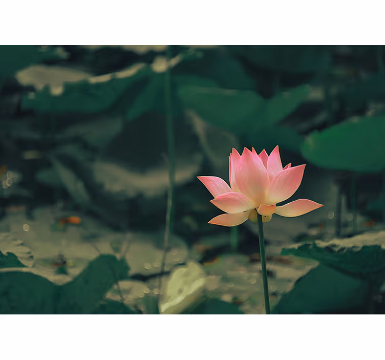 Rolgordijn groen roze bloem - TenStickers