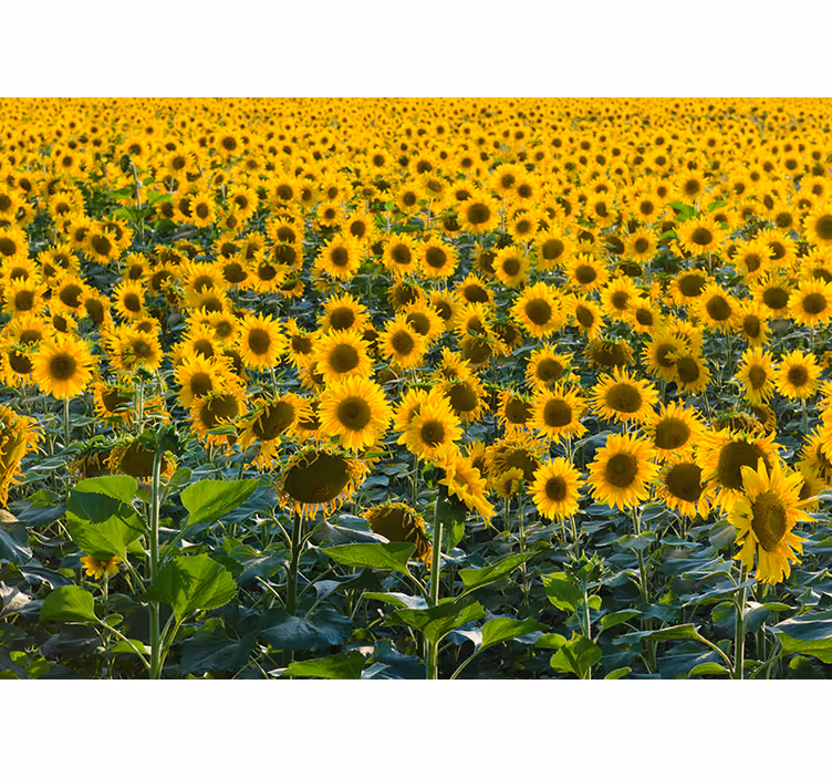 Rolgordijn woonkamer zonnebloemveld bij zonsondergang - TenStickers