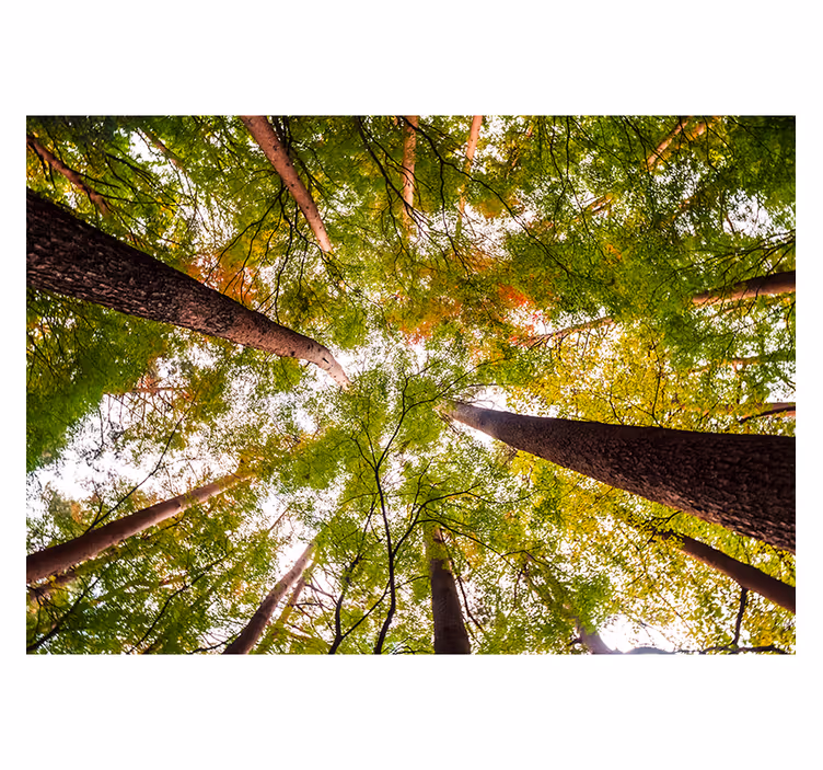 Rolgordijn woonkamer grote bomen in het bos - TenStickers