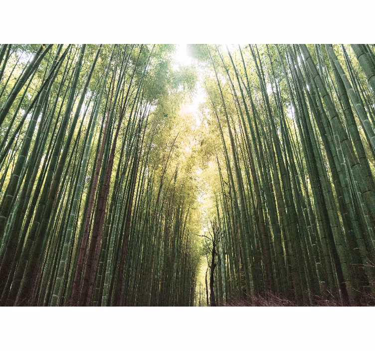 Rolgordijn woonkamer bamboo bos zen - TenStickers