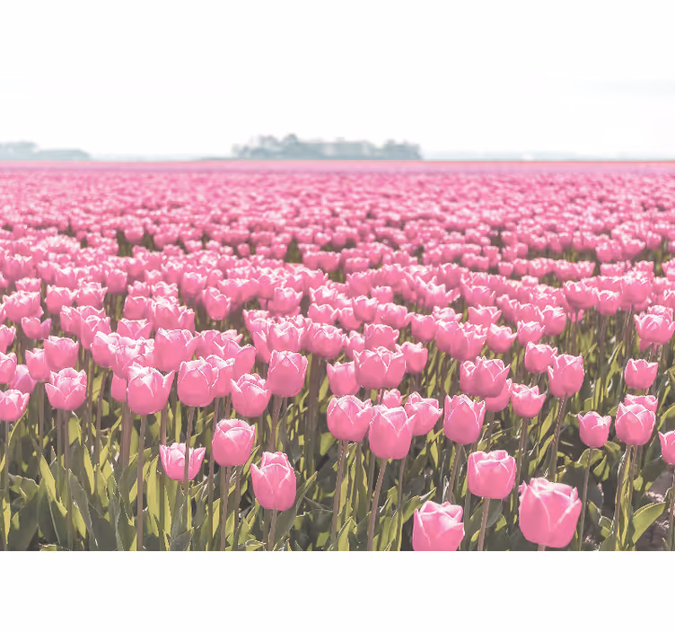Rolgordijn woonkamer verschillende roze tulpenvelden - TenStickers