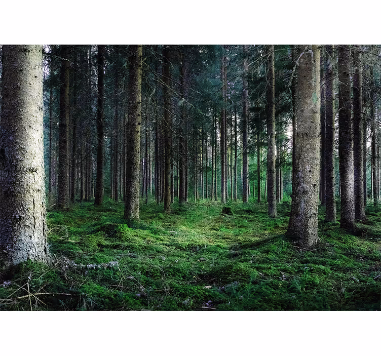 Rolgordijn woonkamer vochtig tropisch bos - TenStickers