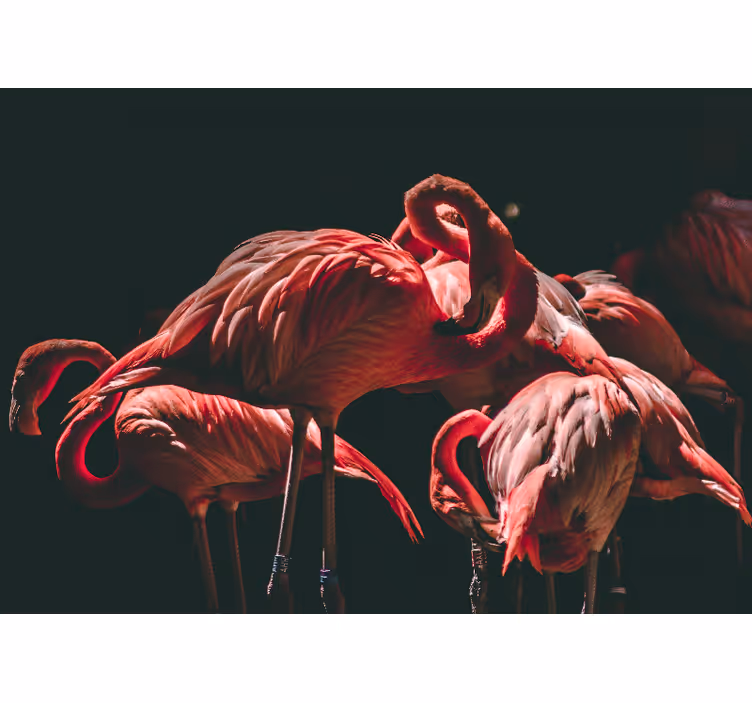 Rolgordijn woonkamer met verlichte roze flamingo's - TenStickers