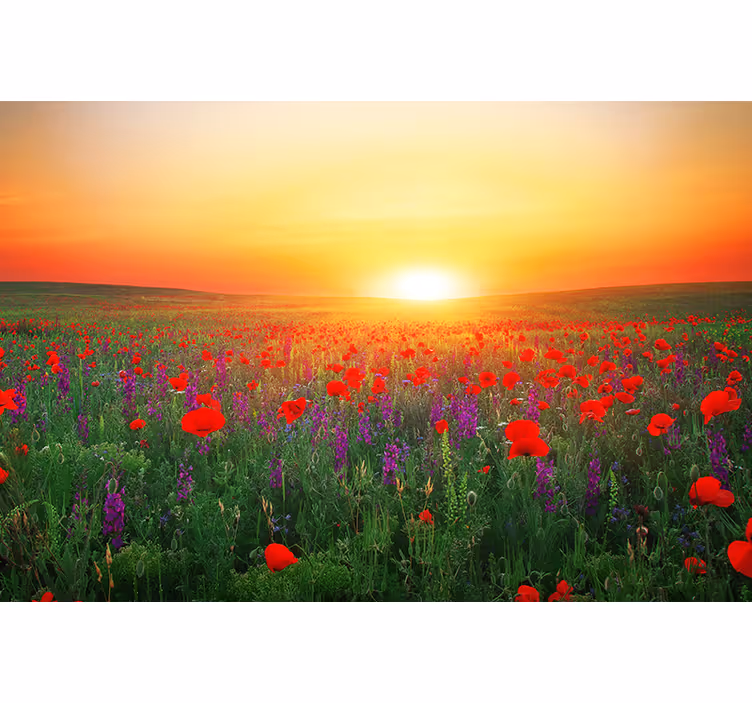 Rolgordijn woonkamer rode klaprozenveld met de zon - TenStickers
