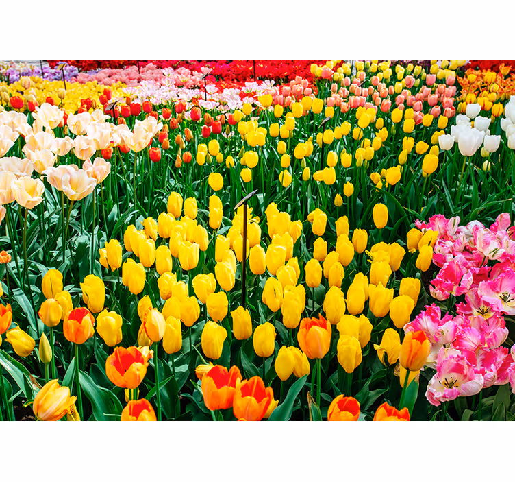 Rolgordijn woonkamer tulpen - TenStickers