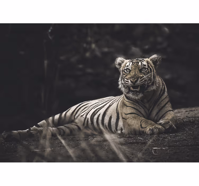 Rolgordijn woonkamer tiger ligt neer - TenStickers