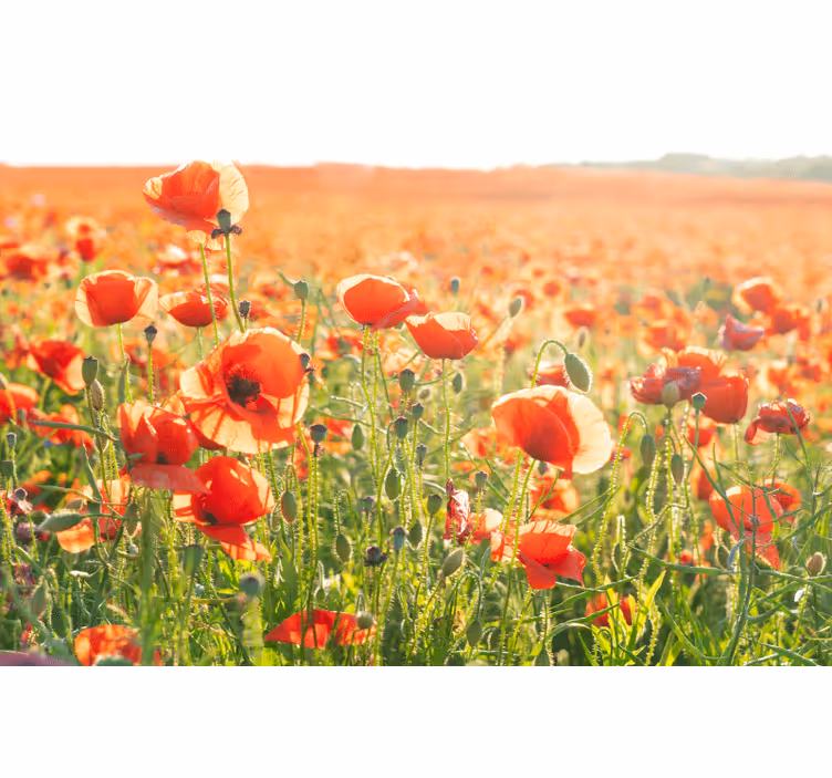 Rolgordijn woonkamer rode klaprozen op een zonnig veld - TenStickers