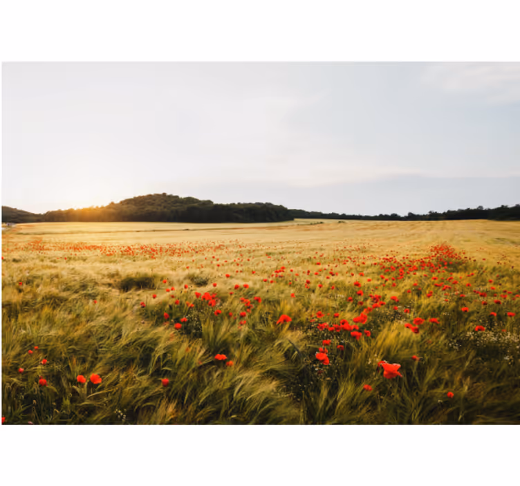 Rolgordijn woonkamer maanveld bij zonsondergang - TenStickers