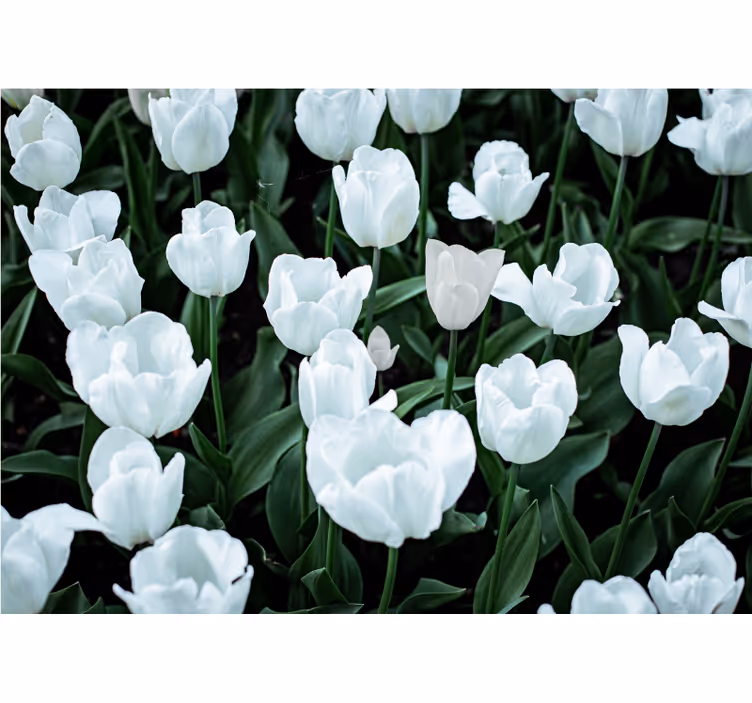 Rolgordijn woonkamer witte tulpen - TenStickers