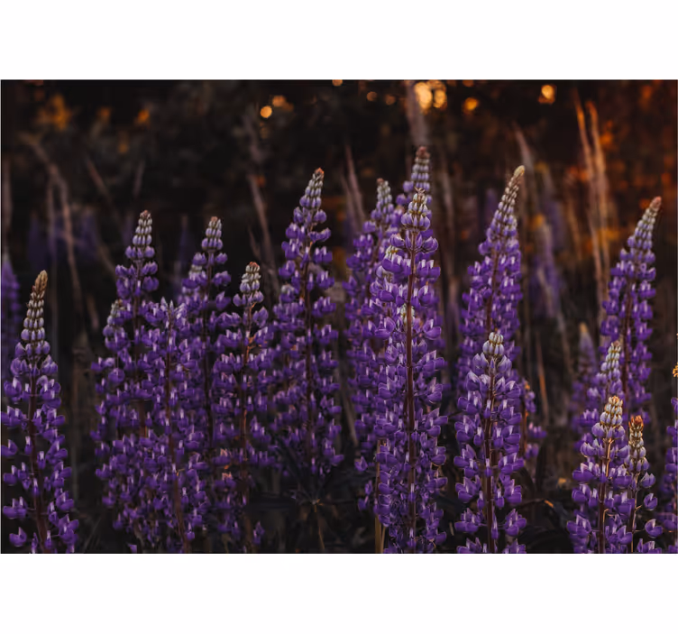 Rolgordijn woonkamer bos herleefd door paarse bloemen - TenStickers