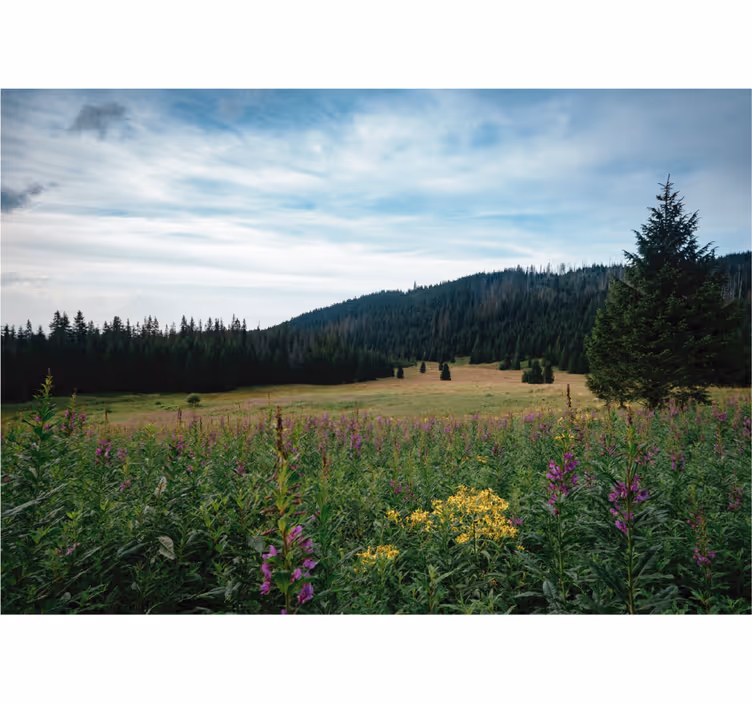 Rolgordijn woonkamer tatra park in de lente - TenStickers