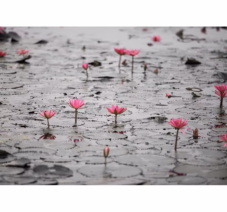 Rolgordijn woonkamer loto bloemen op water grijswaarden - TenStickers