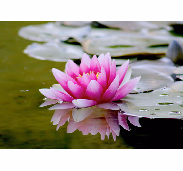 Rolgordijn woonkamer roze zen lotusbloem - TenStickers
