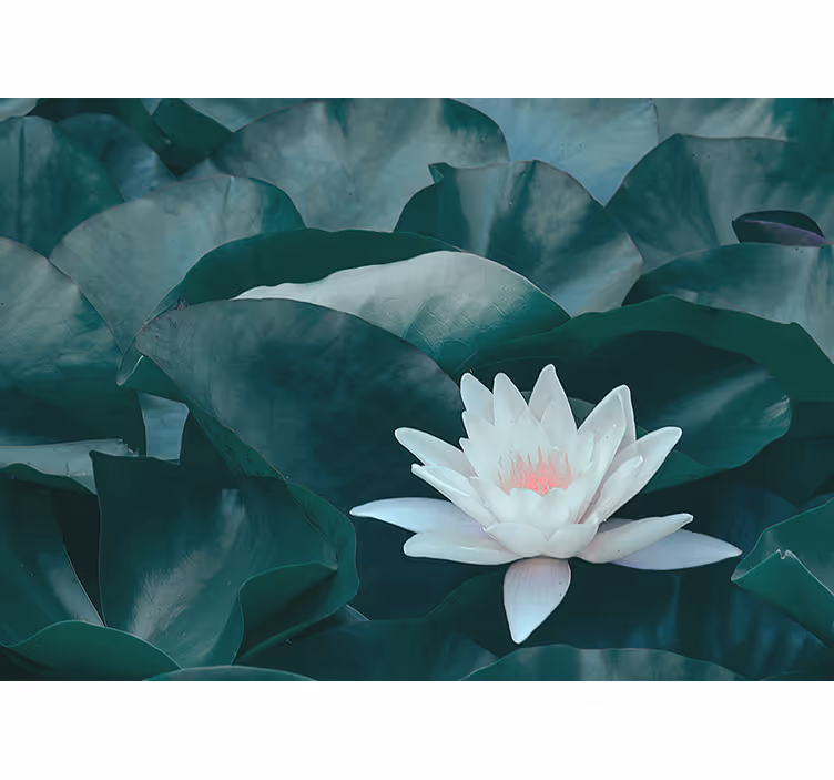 Rolgordijn woonkamer zen witte lotus bloem - TenStickers