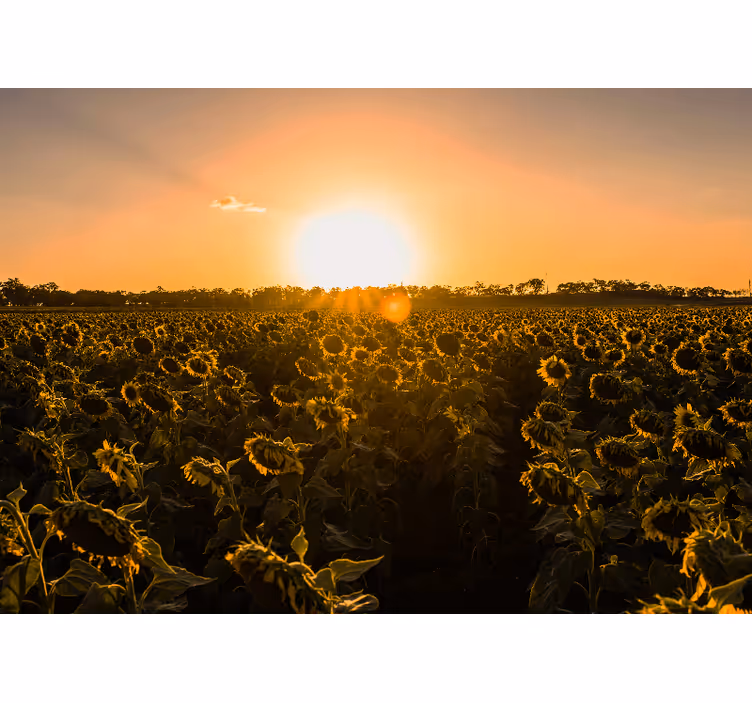 Rolgordijn woonkamer zonnebloemveld zonsopgang - TenStickers