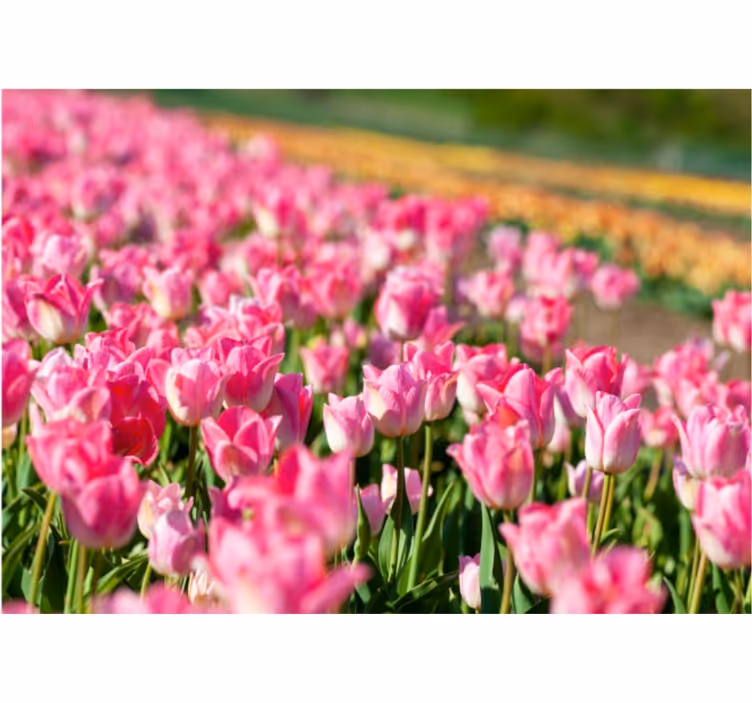 Rolgordijn woonkamer tulpenveld - TenStickers