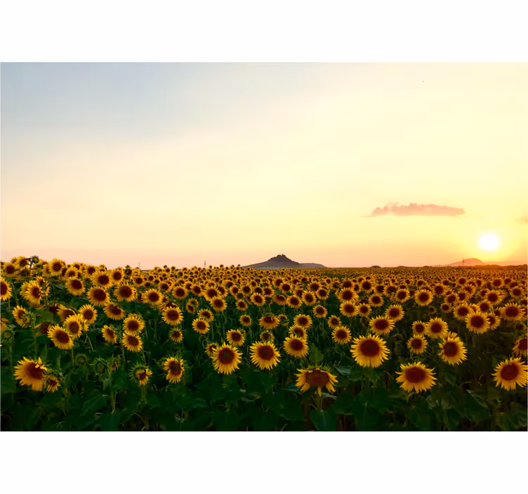 Rolgordijn woonkamer prachtig landschap met bloemen - TenStickers