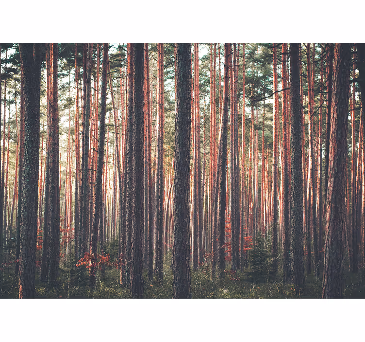 Rolgordijn woonkamer diep bos bomen landschap - TenStickers
