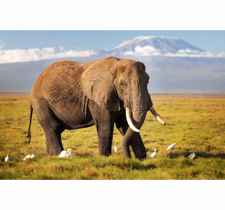 Rolgordijn woonkamer kilimanjaro olifant - TenStickers