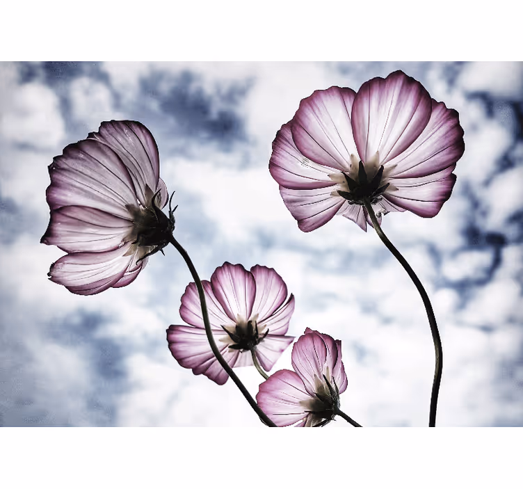 Rolgordijn woonkamer elegant paarse cosmosbloem design - TenStickers