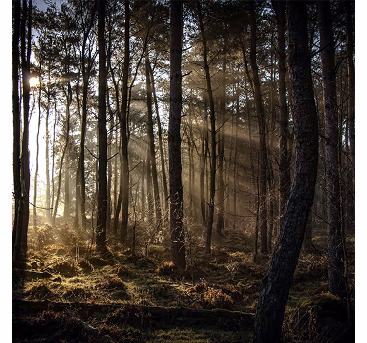 Rolgordijn woonkamer "natuur" zonsopgang in het bos - TenStickers