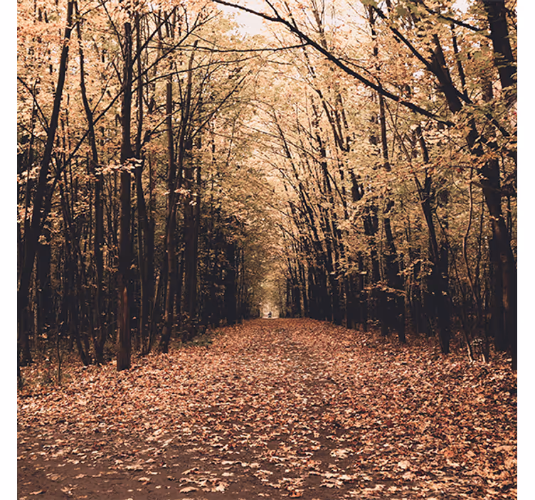 Rolgordijn woonkamer "natuur" prachtig bos in de herfst - TenStickers