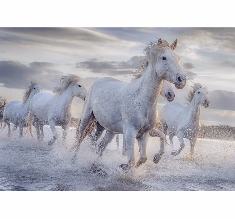Wit rolgordijn met waterende paarden fotomuur - TenStickers