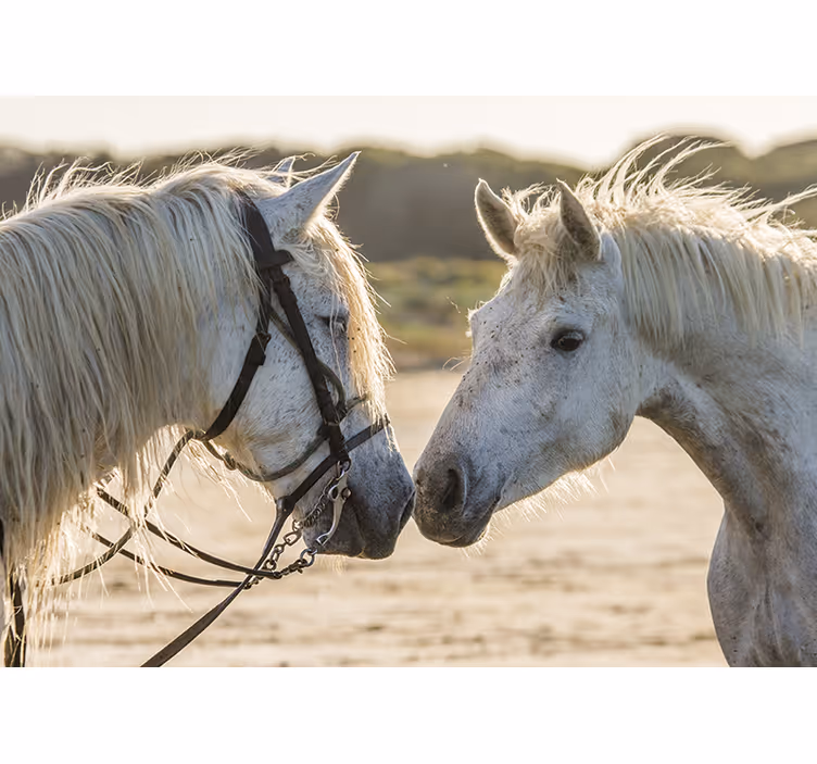 Wit rolgordijn twee witte paarden - TenStickers