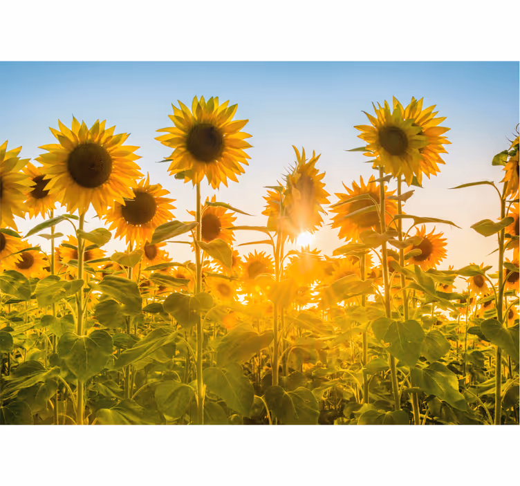 Rolgordijn slaapkamer zonnebloemenveld bij zonsopgang - TenStickers