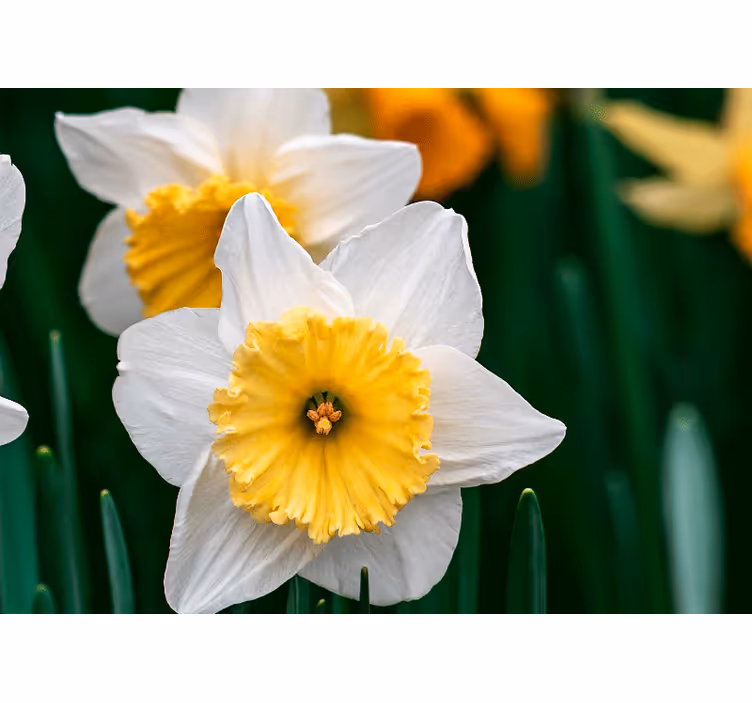 Rolgordijn slaapkamer close-up van witte en oranje narcissen - TenStickers