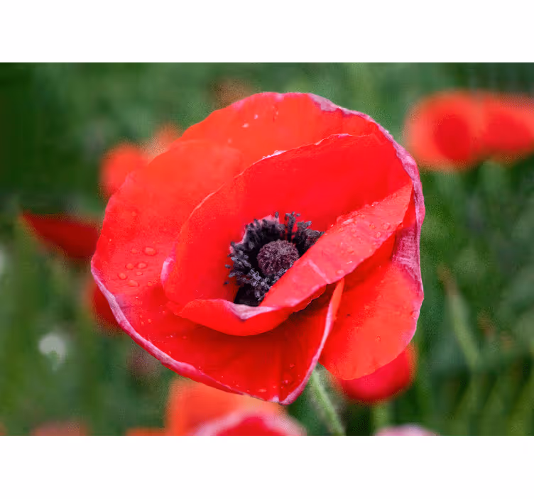 Rolgordijn slaapkamer groot rood klaprozenveld zonnig - TenStickers