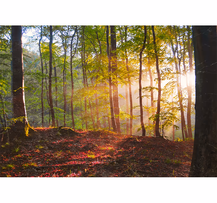 Rolgordijn slaapkamer prachtige zonsopgang in het bos - TenStickers
