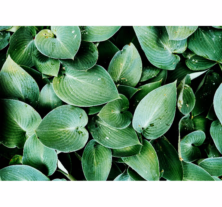 Rolgordijn slaapkamer groen blad 'foliage' - TenStickers