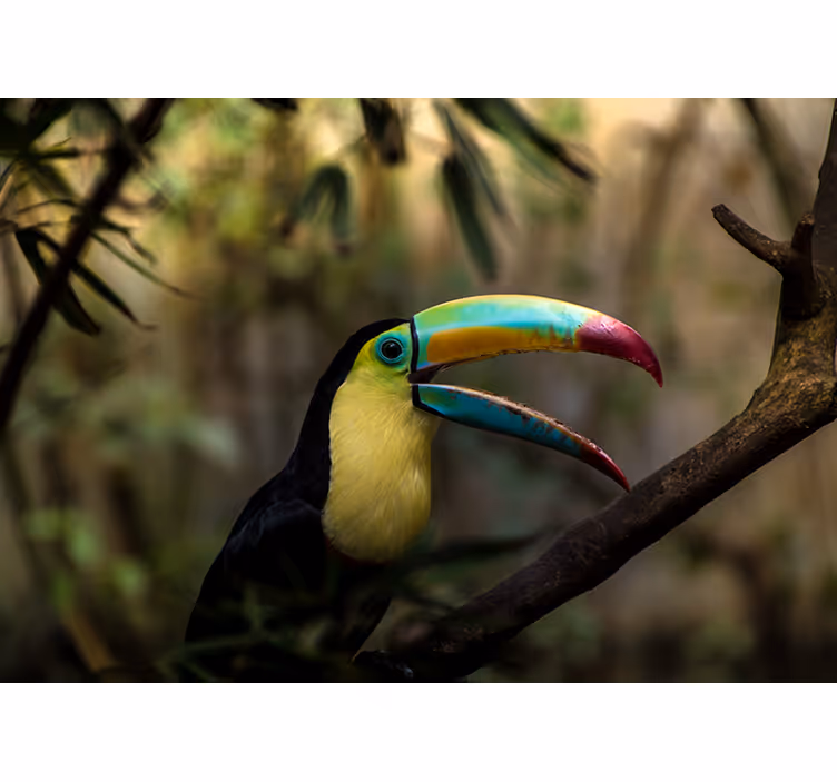 Rolgordijn slaapkamer tucan in jungle - TenStickers