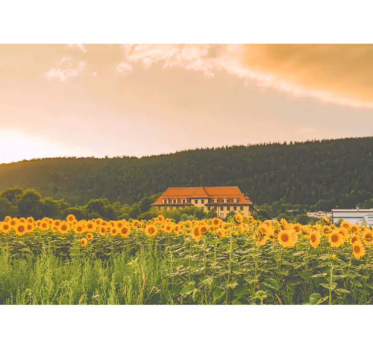 Rolgordijn slaapkamer prachtig veld vol gele bloemen - TenStickers