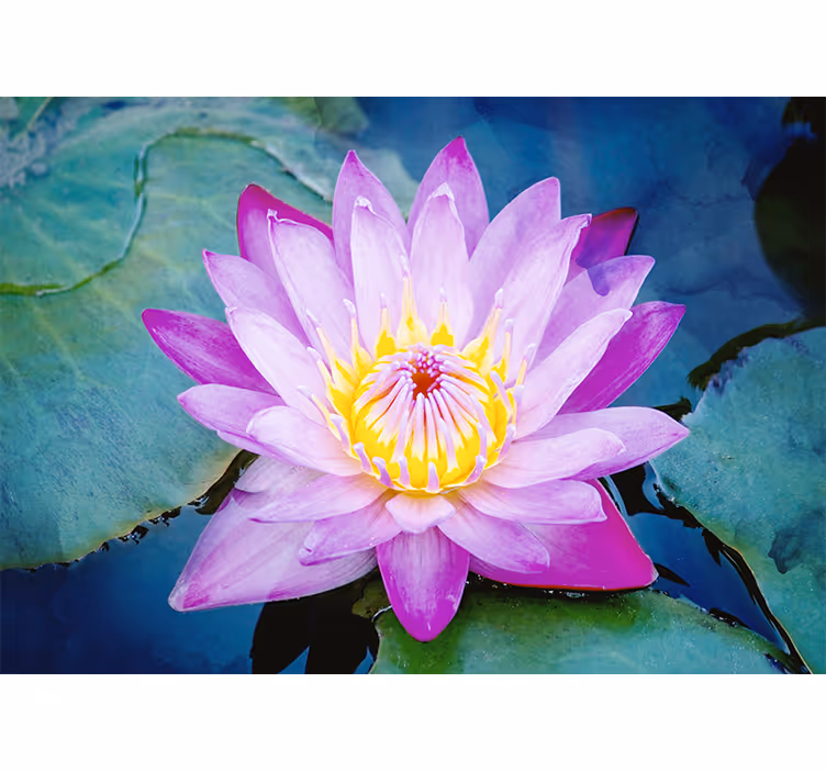 Rolgordijn slaapkamer paarse lotus bloem - TenStickers