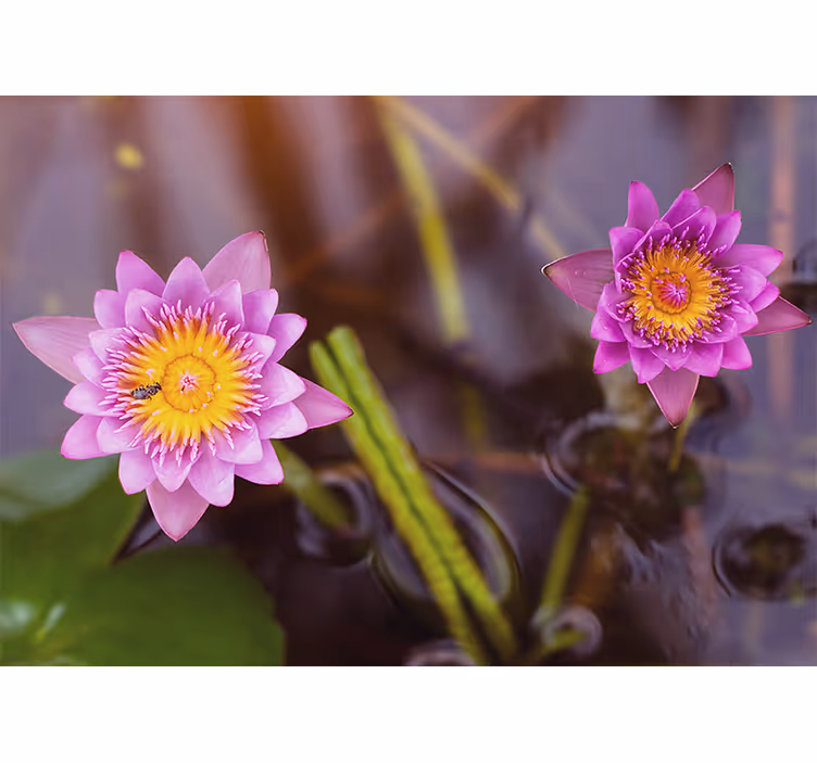 Rolgordijn slaapkamer roze/paarse lotus - TenStickers