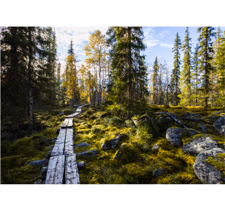 Rolgordijn slaapkamer koli nationaal park finland - TenStickers